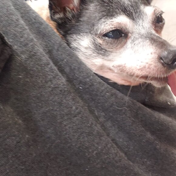 The Pepe' Animal Foundation !!!! 8/21 - Picture 8 of 16